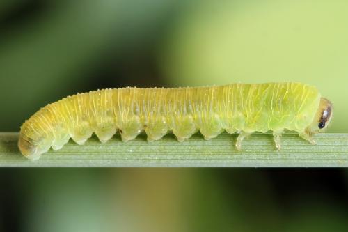 Tenthredo sp.